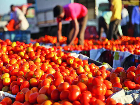 Relief on the way! Tomato prices in Delhi may drop as Maharashtra supply increases