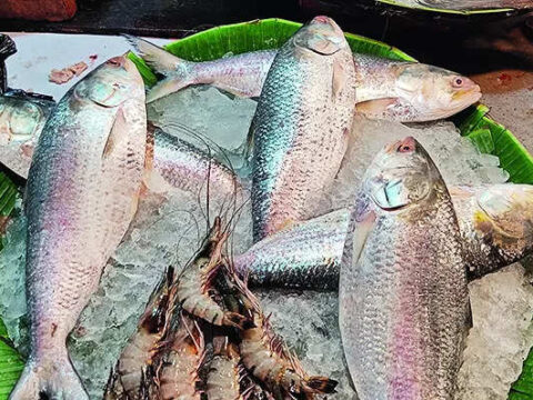 Hilsa fish price: India imports barely one-fourth of Hilsa on delayed Bangladesh order, low availability