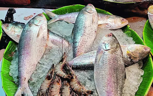 Hilsa fish price: India imports barely one-fourth of Hilsa on delayed Bangladesh order, low availability