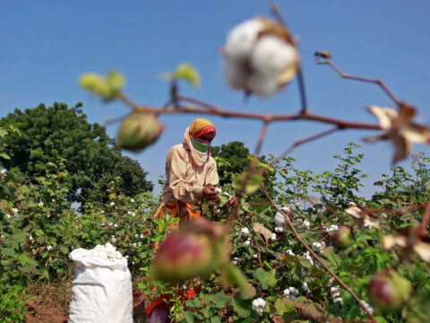 India's cotton imports to increase by 42% in 2024-25 due to fall in production, says CAI