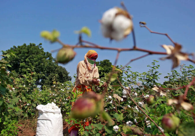 India's cotton imports to increase by 42% in 2024-25 due to fall in production, says CAI