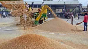 Paddy procurement on track in Haryana, Punjab despite late start; 112 lakh ton purchased so far