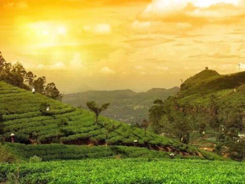 Rising costs & harsh weather put tea industry’s future at risk, warns Indian Tea Association