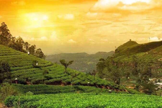 Rising costs & harsh weather put tea industry’s future at risk, warns Indian Tea Association