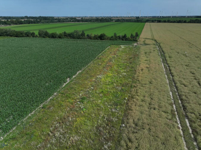 Indian farmers shift from rapeseed to other crops as temperatures soar