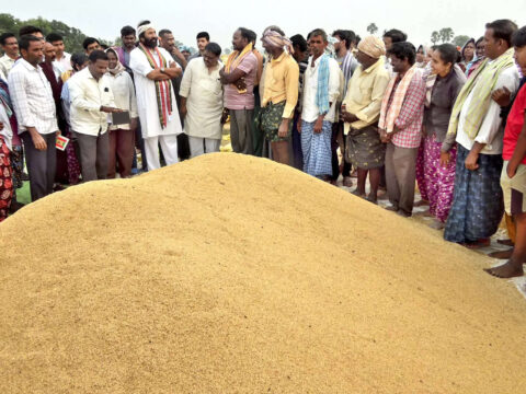 UP achieves record paddy procurement under Kharif season 2024-25