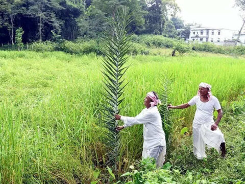 Agriculture growth expected to remain strong in second half of FY25: Bank of Baroda