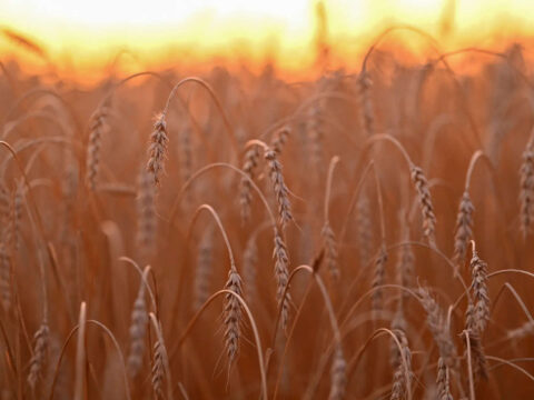 India's wheat planting up 6.6%, rapeseed sowing drops