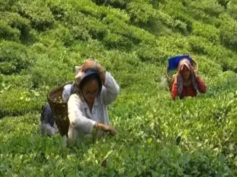 Tea planters demand climate-smart solutions to combat changing weather patterns