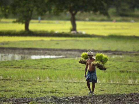 India needs focus on small farmers for Viksit Bharat: PK Mishra, Principal Secretary to PM