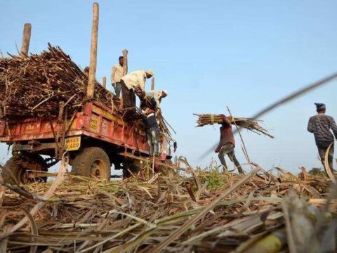 India sugar output to rebound to record next year, could revive exports