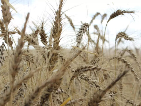 India lowers wheat stock limits to bring down prices