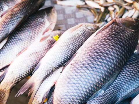 Delhi Moves to Ratify WTO Fish Pact, Seeks Cushion for Developing Nations