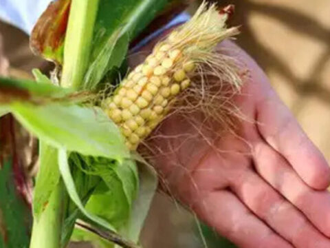 India negotiates US corn purchase for ethanol production amid trade talks