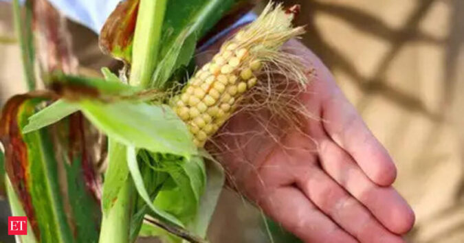 India negotiates US corn purchase for ethanol production amid trade talks India negotiates US corn purchase for ethanol production amid trade talks