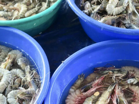 After 8-year freeze, Andhra's prawns return to Australia