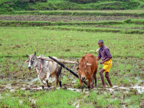 Indian farmers’ bumper crop dreams end in heartbreak ET logo