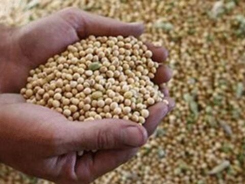 India's soybean meal exports fall by 11% due to high prices