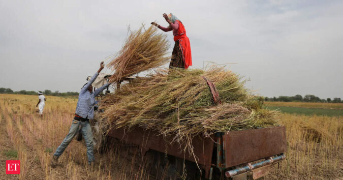 India rapeseed plantings to hit record highs due to favourable weather, Chinese demand ET logo