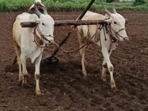 Wheat sowing till Nov 11 of current rabi season up 17 pc to 66.23 lakh hectare ET logo
