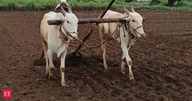 Wheat sowing till Nov 11 of current rabi season up 17 pc to 66.23 lakh hectare ET logo