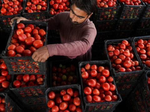 Tomato prices soar 50% in 15 days due to excess October rains Tomato prices soar 50% in 15 days due to excess October rains