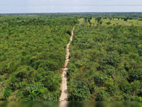Google deal for Amazon reforestation makes Brazilian startup its top carbon credit supplier