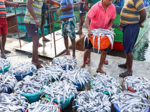 India's seafood exports rise, led by EU, China, Vietnam