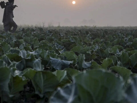 Agri growth estimated to be lower at 4% in FY26: Niti Aayog member Ramesh Chand ET logo