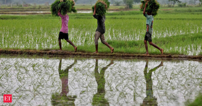 India’s record rice crop is set to deepen slide in global prices ET logo