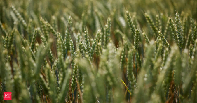 Wheat sowing up 2 pc to 334.17 lakh hectares till Jan 9 of current rabi season: Govt ET logo