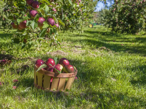 India-US trade deal: The apple math triggers anxiety among farmers in Kashmir, Himachal iStock-2257704470