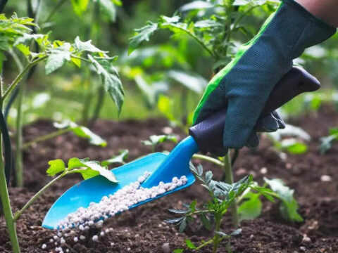 India’s complex fertiliser capacity set to rise 4 MTPA through FY29 ET logo