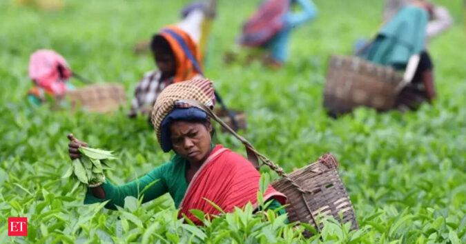 Tea industry seeks policy support as rising costs, labour shortage strain margins ET logo