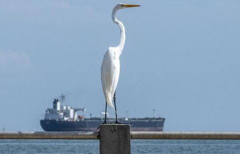 This view shows a great egret (Ardea alba) with the crude oil tanker Blasa from Panama in the background on Lake Maracaibo in Maracaibo, Venezuela, on February 1 (AFP FILE)