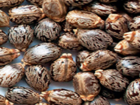 India’s castor seed production surges 11% to 17.6 lakh tonnes for 2025-26 ET logo