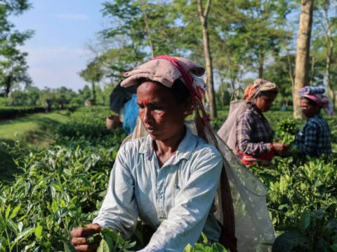 Strait of Hormuz tensions threaten 41% of India’s tea exports: TAI ET logo