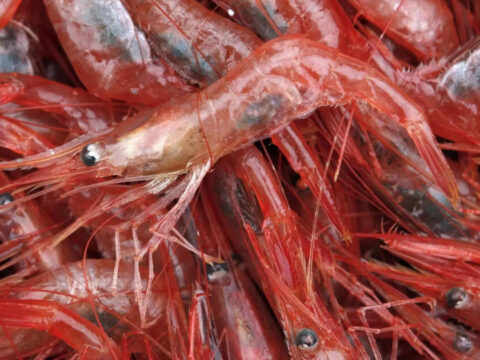 India’s shrimp exports surge past Rs 50k crore amidst US tariff challenges ET logo