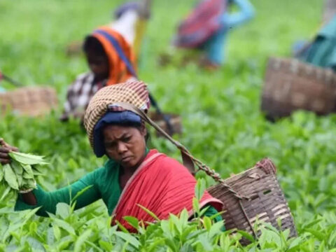 Iran war hits tea export; Assam releases ₹94.7 crore support ET logo