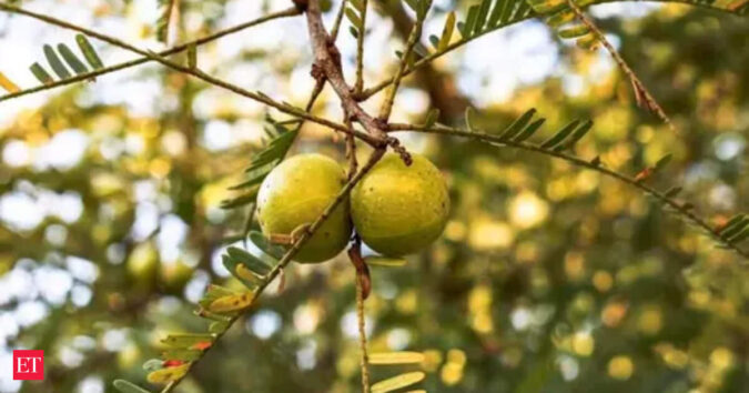 India’s horticulture production to increase marginally in 2025-26: First Advance Estimate ET logo