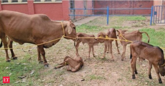 ICAR–IVRI achieves breakthrough in Sahiwal breeding using advanced reproductive technologies ET logo