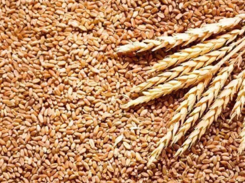 India’s 2026 wheat output seen higher, but misses estimates after weather hit ET logo