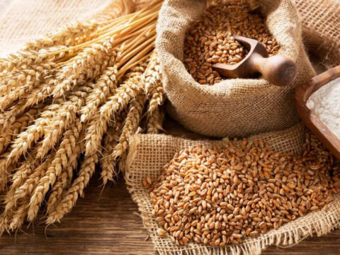 Unseasonal rain may dent wheat output, quality