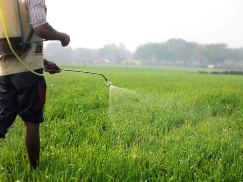 India raises gas supply for fertilizer firms as imports improve India raises gas supply for fertilizer firms as imports improve