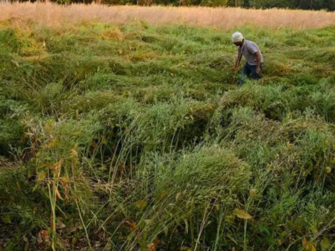 NITI Aayog lays out roadmap for horticulture transformation in J&K ET logo