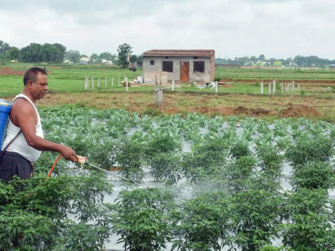 Cabinet approves Rs 41,534 cr P&K fertilisers subsidy for kharif 2026 season ET logo