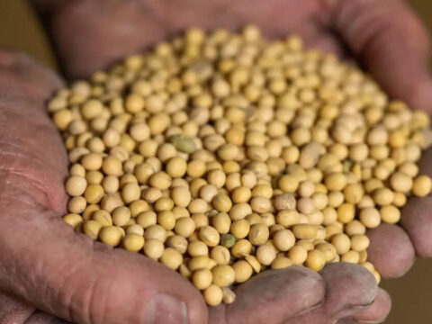 West Asia conflict: India’s soybean meal exports fall 63% ET logo