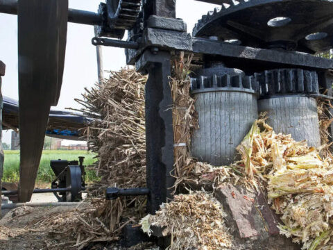 Sugar crushing season hits final phase, production reaches 274.8 lakh tons ET logo