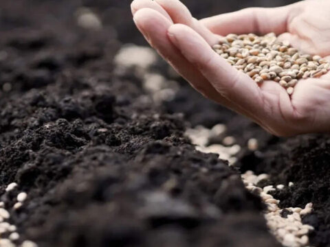 Seed industry seeks policy support amid input cost increase