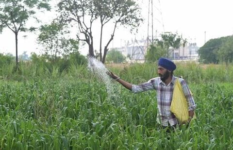A farmer sprinkles fertiliser on crops in a field on the outskirts of Amritsar on April 9 (AFP FILE)